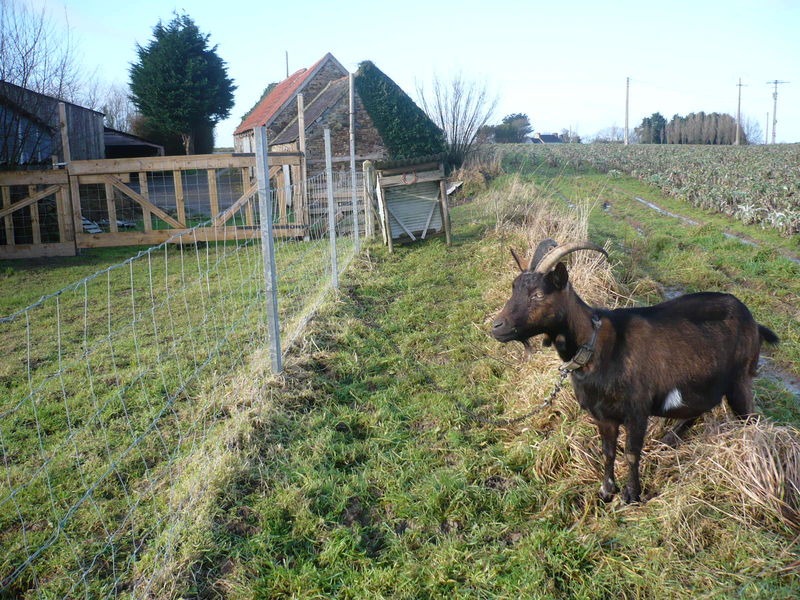 Moutons en Finistère - Page 4 48651630