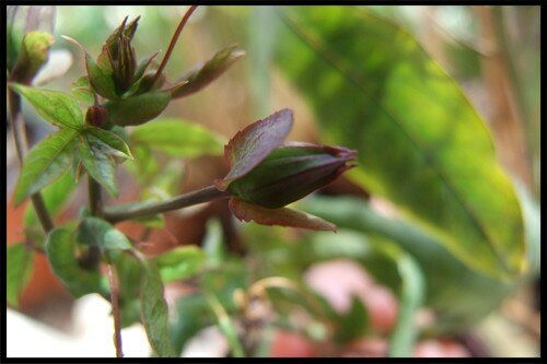 Macrophotographie et jolies choses... 11706954