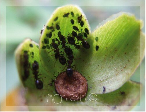 Macrophotographie et jolies choses... 15801739