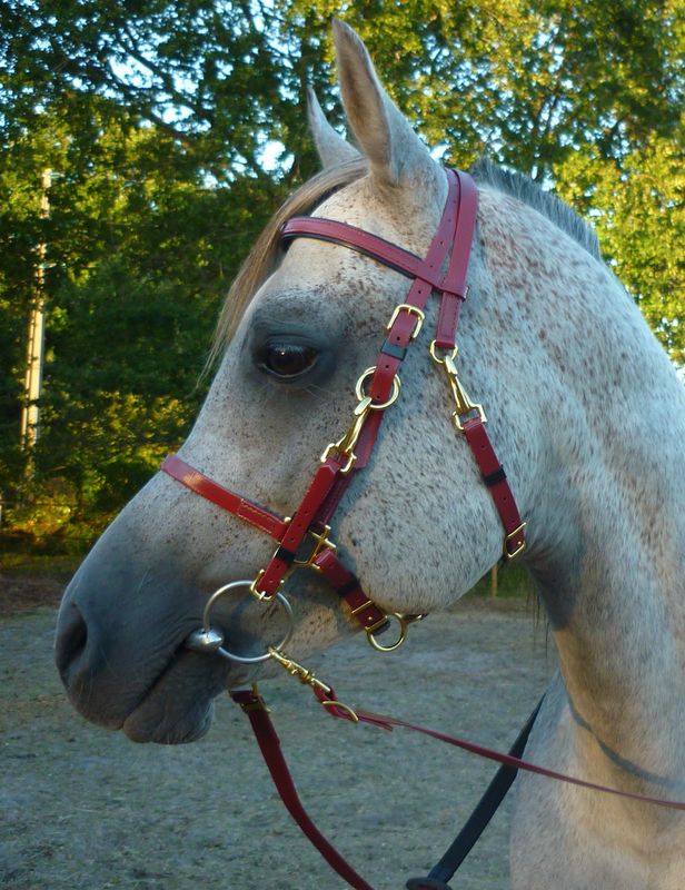 Bride D'occasion Zilco En Biothane – Noire – Taille Cheval Adulte – Étiquette Rouge