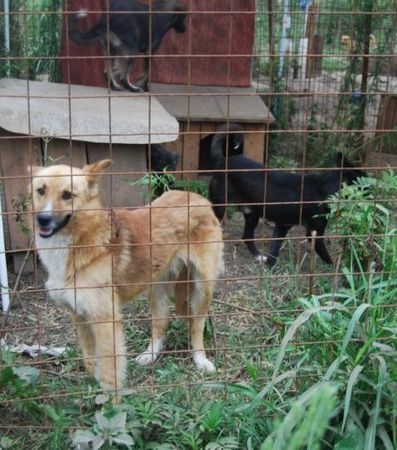 Le refuge de Lénuta (Roumanie) : Un pays, des animaux maltraités, une femme à aider, un combat permanent.... 46913796_p