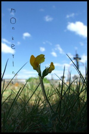 Macrophotographie et jolies choses... 14568712_p