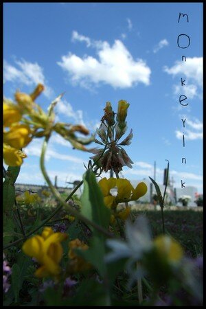 Macrophotographie et jolies choses... 14568716_p