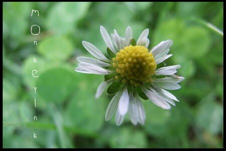 Macrophotographie et jolies choses... 14526464_p