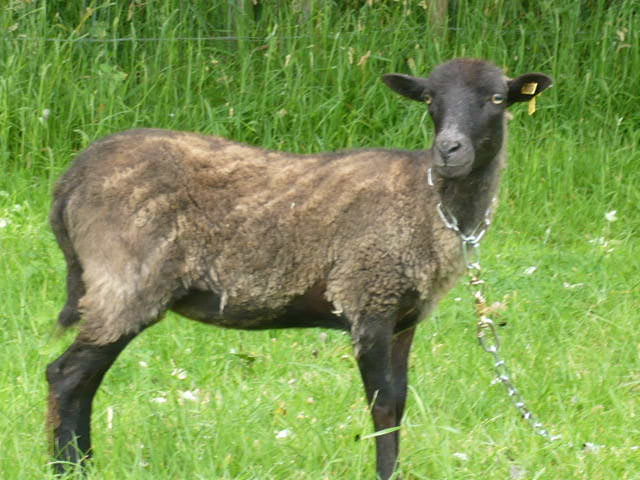 Moutons en Finistère 27310101