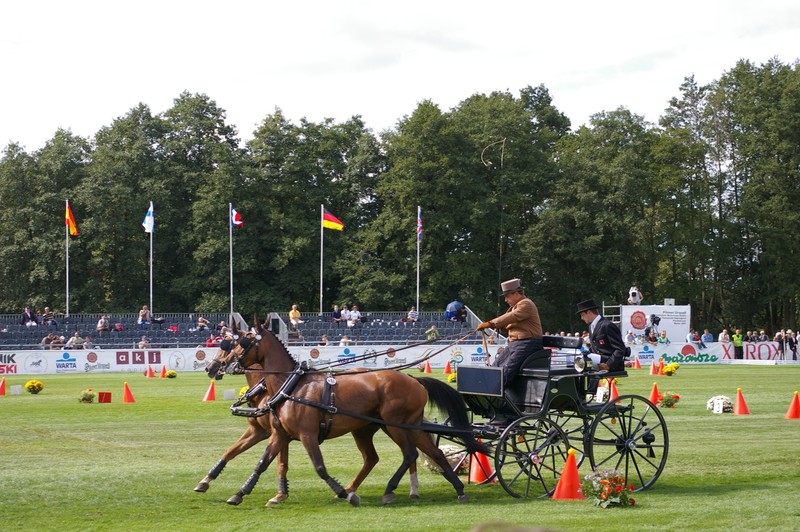 championnat du monde d'attelage à deux chevaux 16834907