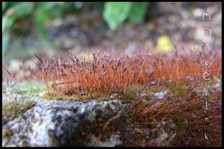 Macrophotographie et jolies choses... 14521395_p