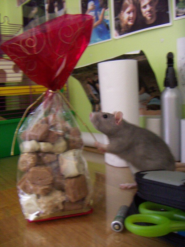 ma ratte Comateen 12373206