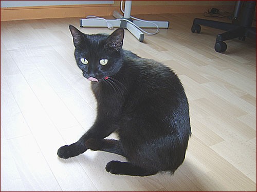 Tsimi, jeune chatte black panther (77) 15968294_m