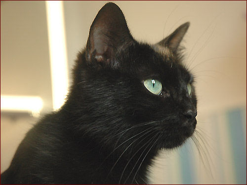 Yumi, petite blackette, tendre, 2 ans (94) 30764966_m