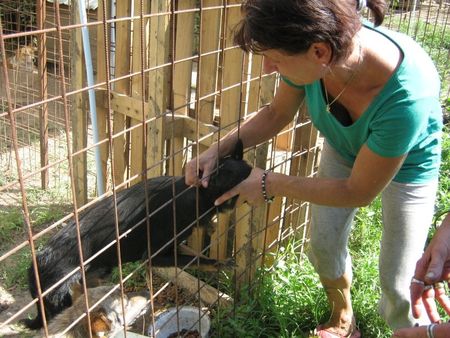 Le refuge de Lénuta (Roumanie) : Un pays, des animaux maltraités, une femme à aider, un combat permanent.... 46896594_p