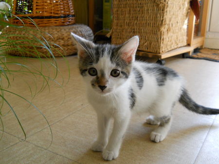 bientot à l'adoption 6 chatons ... [RESERVES] 57244605_p