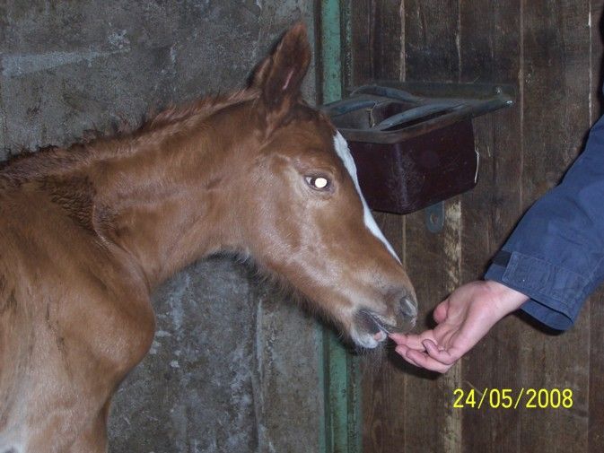 Umbella  des Chênes (Korto Maltese) 25987867