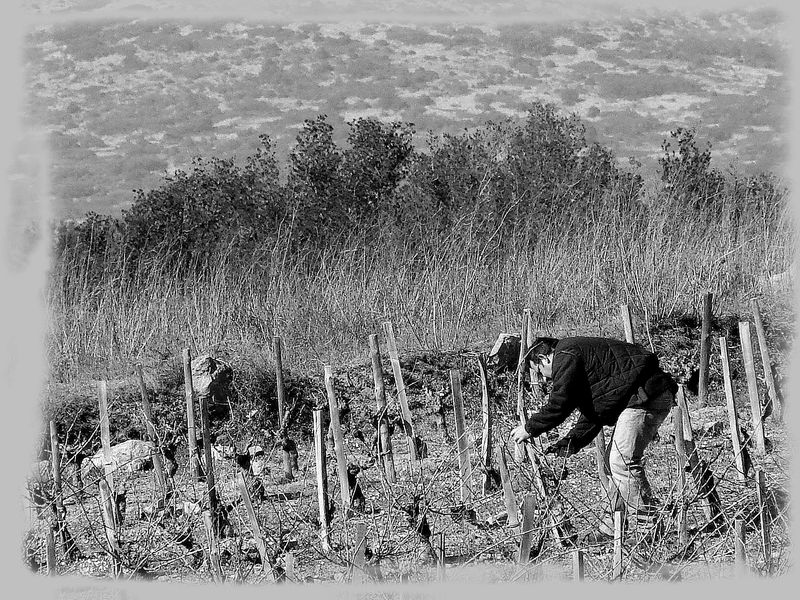 Travail dans la vigne 58111744