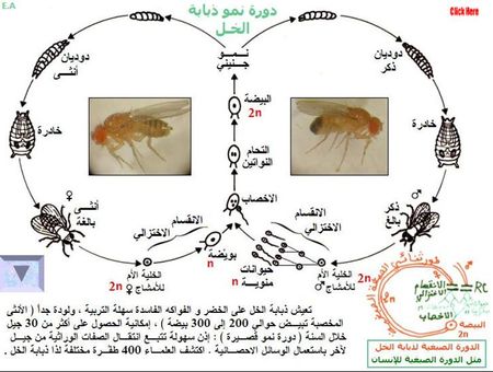 الثانية باكالوريا : مسلك علوم الحياة و الأرض : مادة الطبيعيات 26680161_p