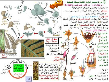 الثانية باكالوريا : مسلك علوم الحياة و الأرض : مادة الطبيعيات 26680077_p