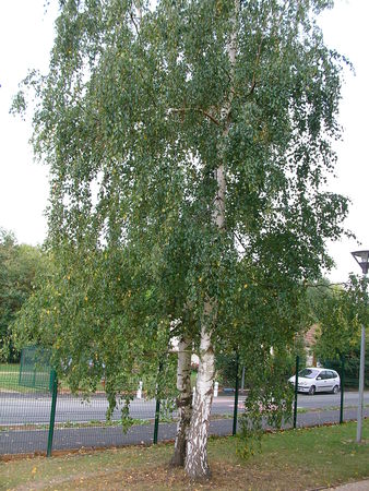 Les végétaux, arbres et plantes 51264961_p