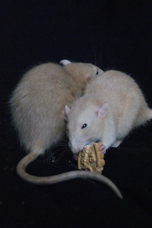 Concours photo des rats gourmands : les votes ! 50048984