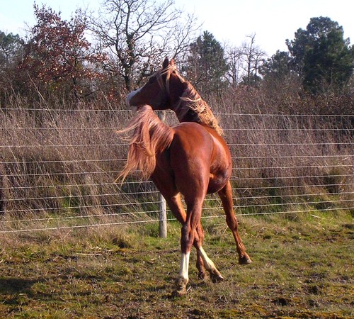 P'tit blond crinière au vent 22530177_m