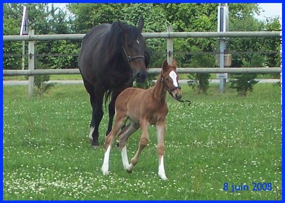 Umbella  des Chênes (Korto Maltese) 26639027