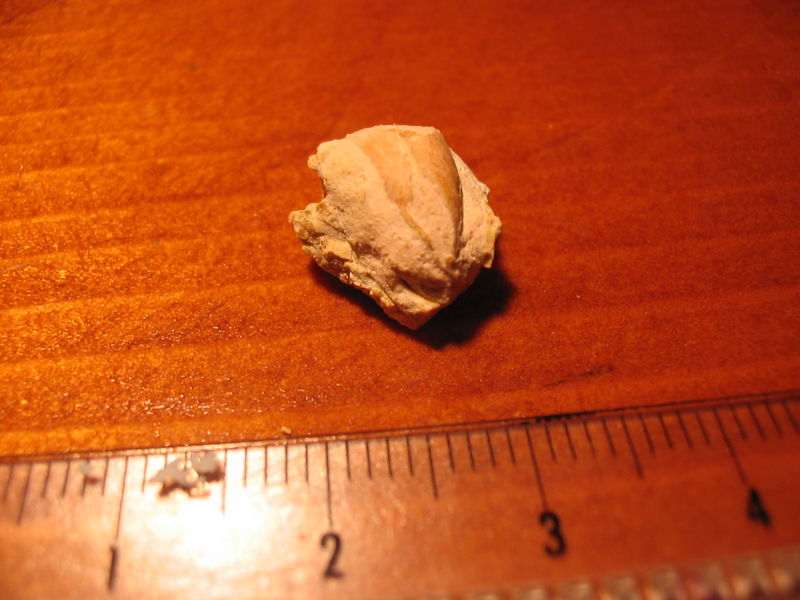 Identification petits fossiles 48017672