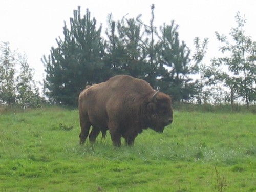 Parc animalier de Sainte Croix (Moselle) 16688099_m