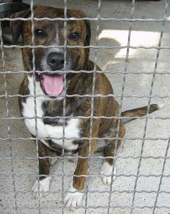 SOX MALE XBOXER 12 MOIS 14846549