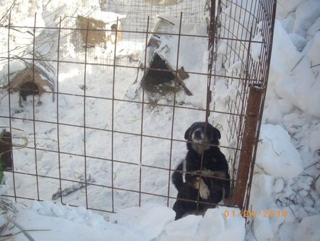 Le refuge de Lénuta (Roumanie) : Un pays, des animaux maltraités, une femme à aider, un combat permanent.... 48930957_p