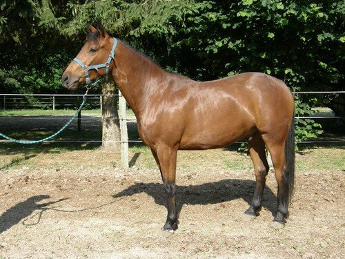 [Quasar Boy du Grand Moustier | Hongre] + A Vendre + 13932966_m