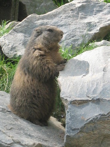 Parc animalier de Sainte Croix (Moselle) 16721747_m