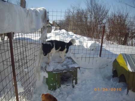 Le refuge de Lénuta (Roumanie) : Un pays, des animaux maltraités, une femme à aider, un combat permanent.... 48931146_p