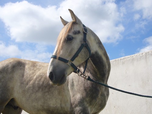 Diego, portugais pieds nus de 6 ans, à vendre... passé difficile 24516852_m