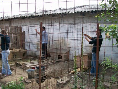 Le refuge de Lénuta (Roumanie) : Un pays, des animaux maltraités, une femme à aider, un combat permanent.... 46835888_p