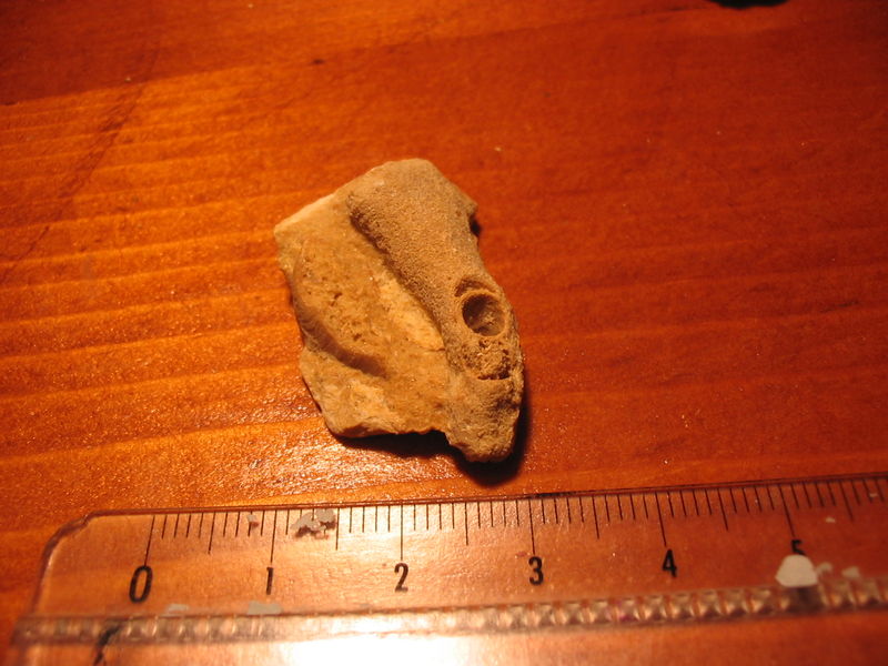 Identification petits fossiles 48017630