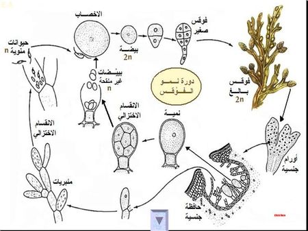 الثانية باكالوريا : مسلك علوم الحياة و الأرض : مادة الطبيعيات 26680126_p