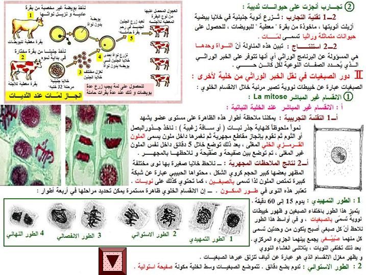 الخبر الوراثي : دروس  3année sc V&T 26678840