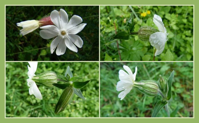 Nos amies les fleurs - Page 7 68228298