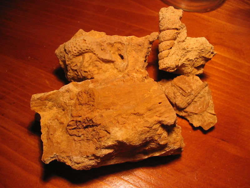 Identification petits fossiles 48024571