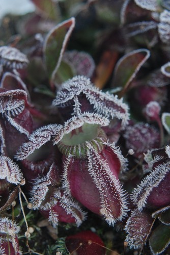 cephalotus rouges - Page 2 20030356_m