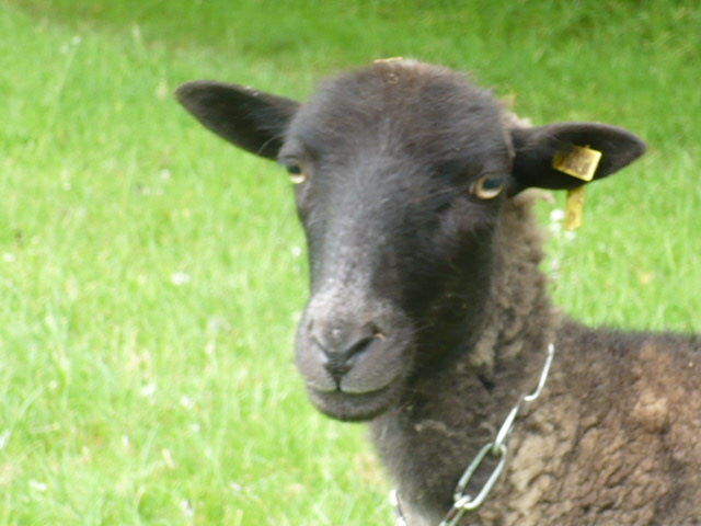 Moutons en Finistère 27310195