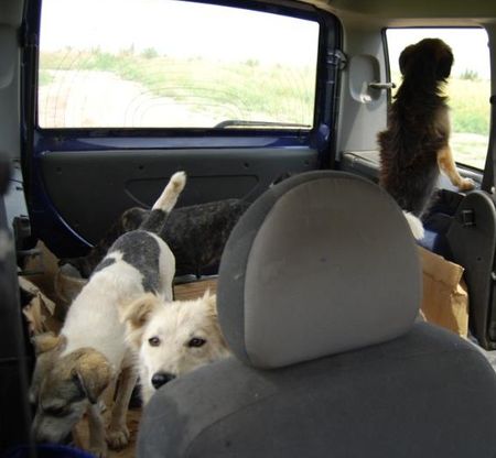 Le refuge de Lénuta (Roumanie) : Un pays, des animaux maltraités, une femme à aider, un combat permanent.... 46912997_p