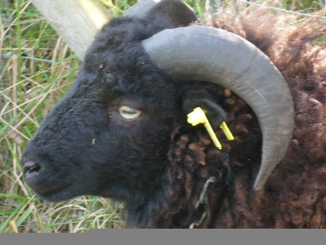 Moutons en Finistère 30318548