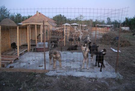 Le refuge de Lénuta (Roumanie) : Un pays, des animaux maltraités, une femme à aider, un combat permanent.... 46930609_p