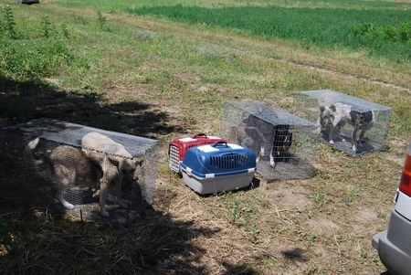 Le refuge de Lénuta (Roumanie) : Un pays, des animaux maltraités, une femme à aider, un combat permanent.... 46896757_p