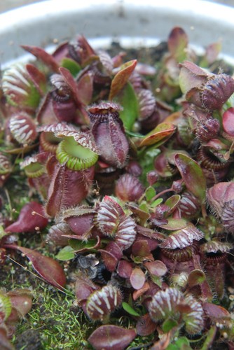 cephalotus rouges 19744535_m