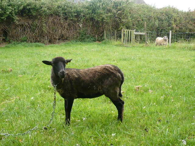 Moutons en Finistère 27310139