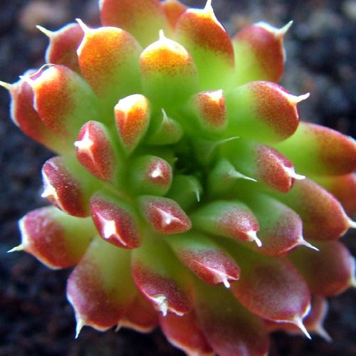 Orostachys spinosus "Red Form" 76023979_m