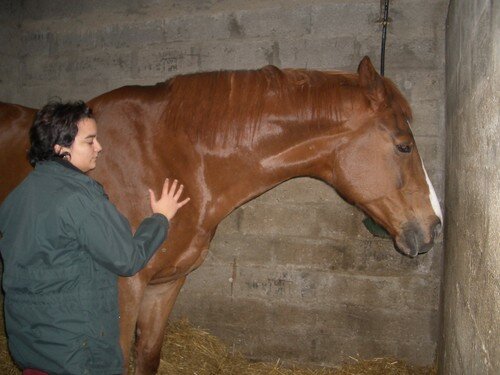 Vos chevaux/poneys préférés 8824666_m