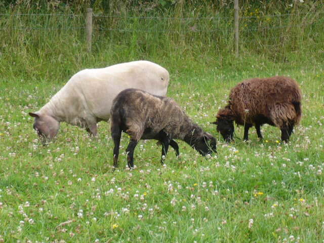 Moutons en Finistère 28048773