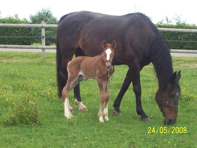 Umbella  des Chênes (Korto Maltese) 25987664